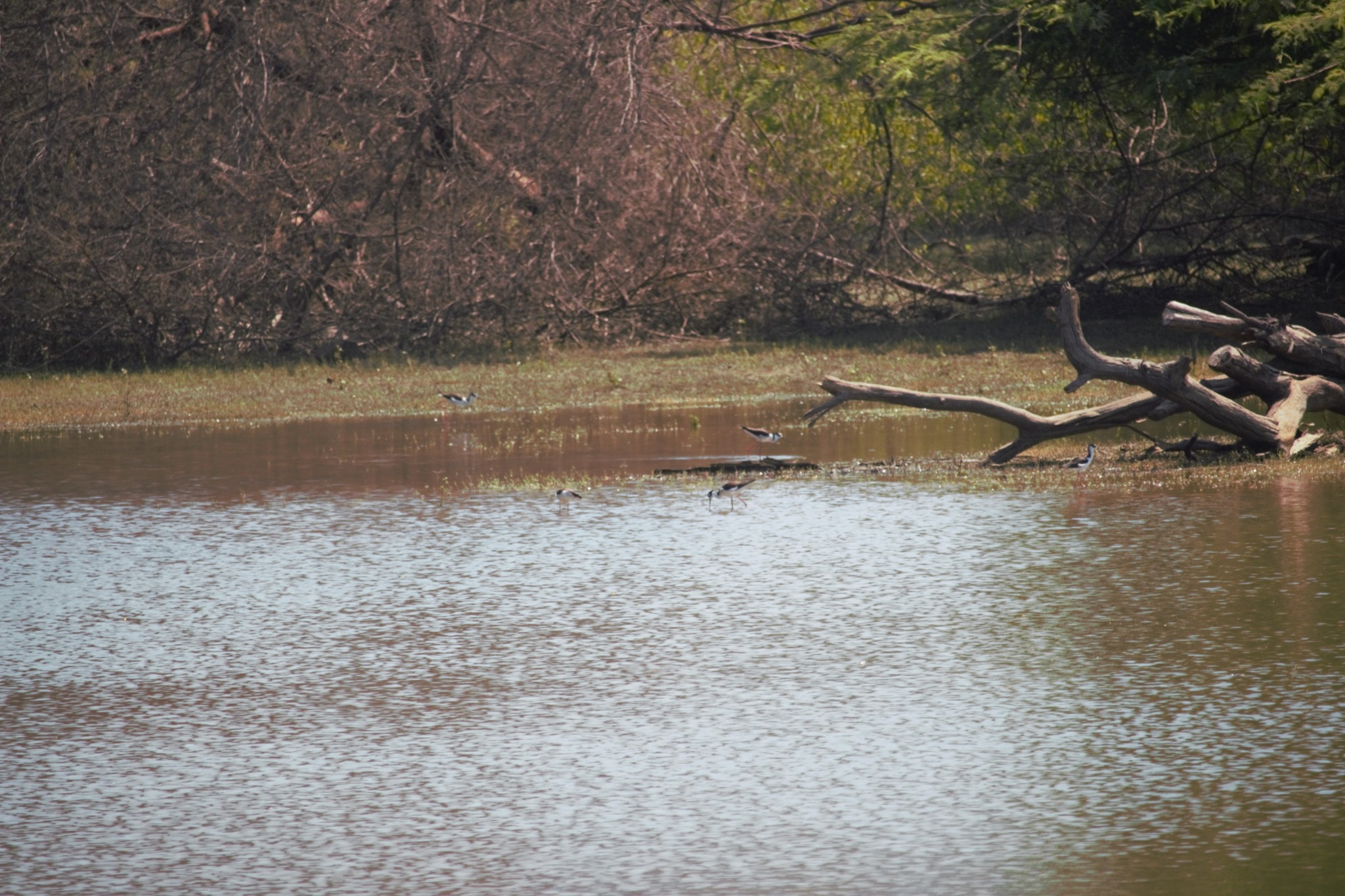 Aves junto al agua en el paisaje de Jayanca