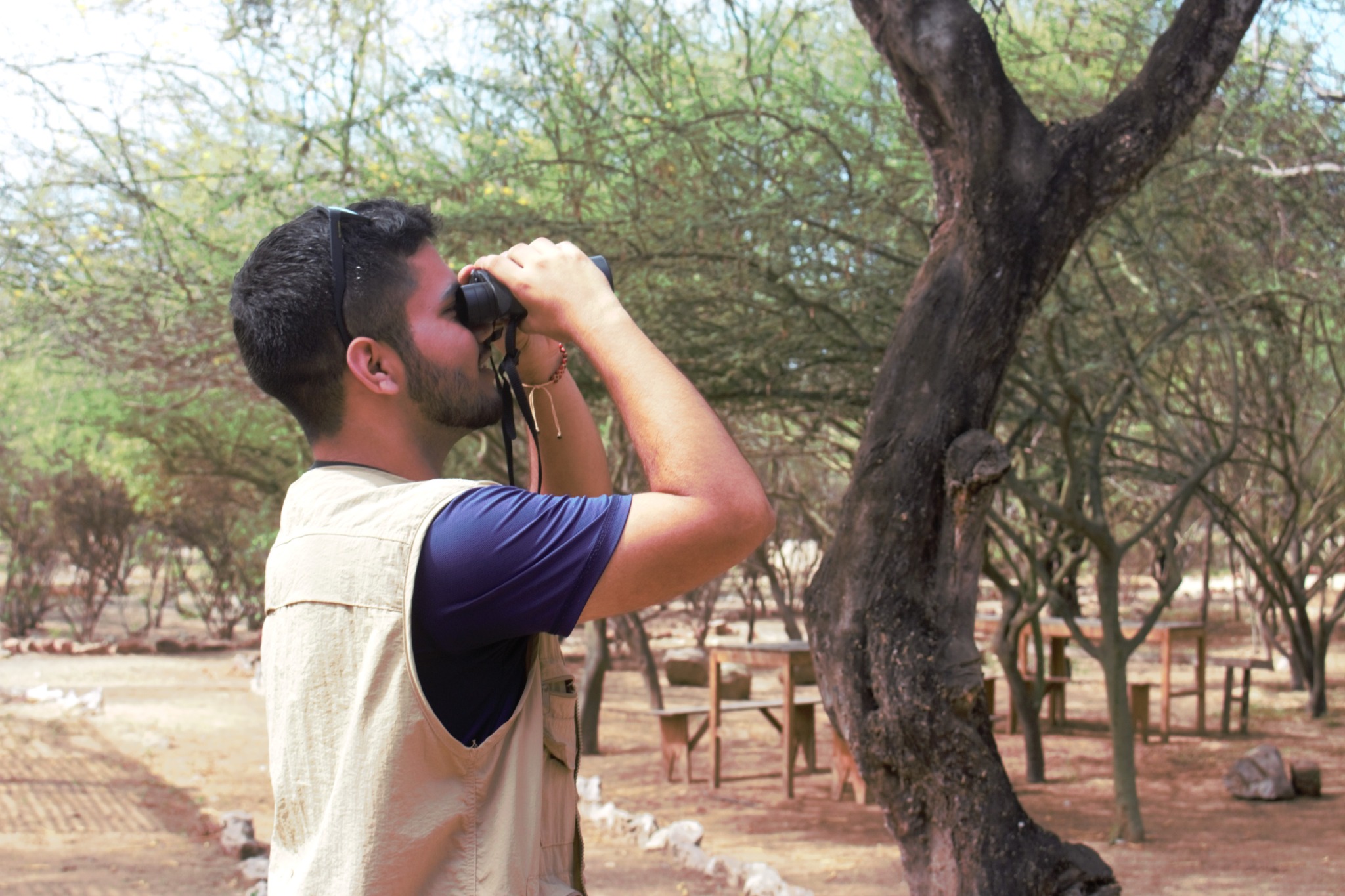 Observador con binoculares entre los árboles del bosque seco