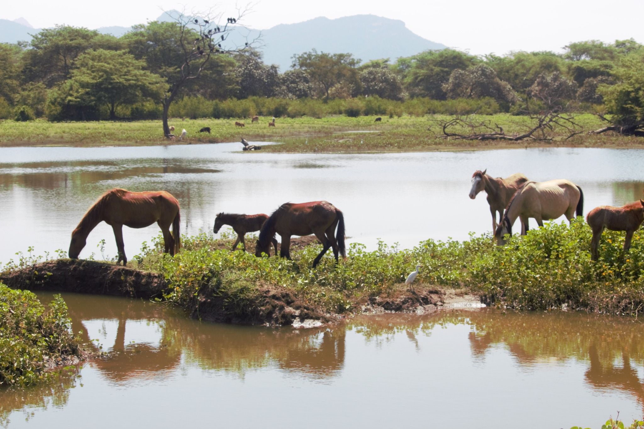 Caballos, agua y árboles en Jayanca