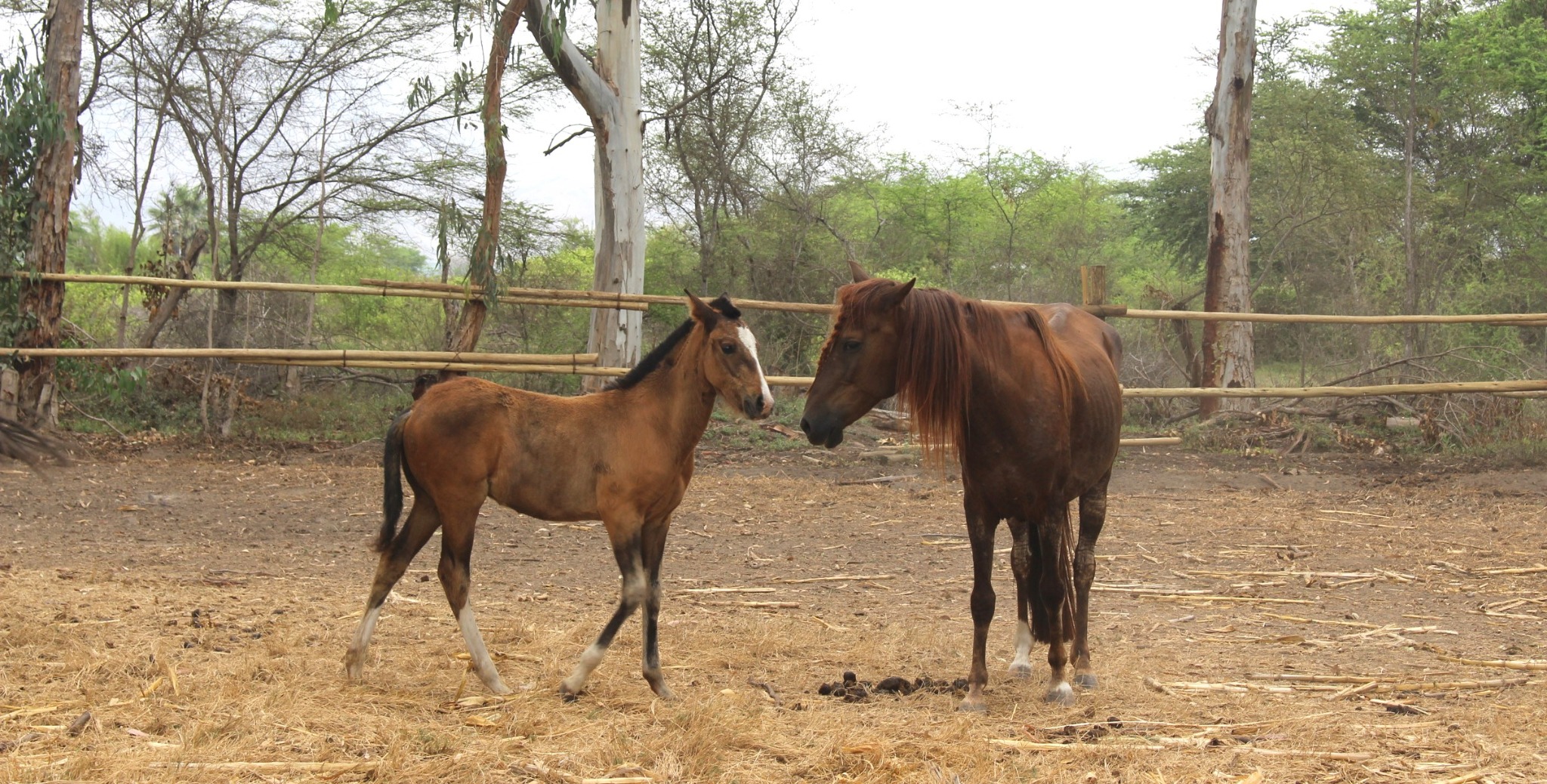 Caballo y potrillo en un espacio rural rodeado de árboles