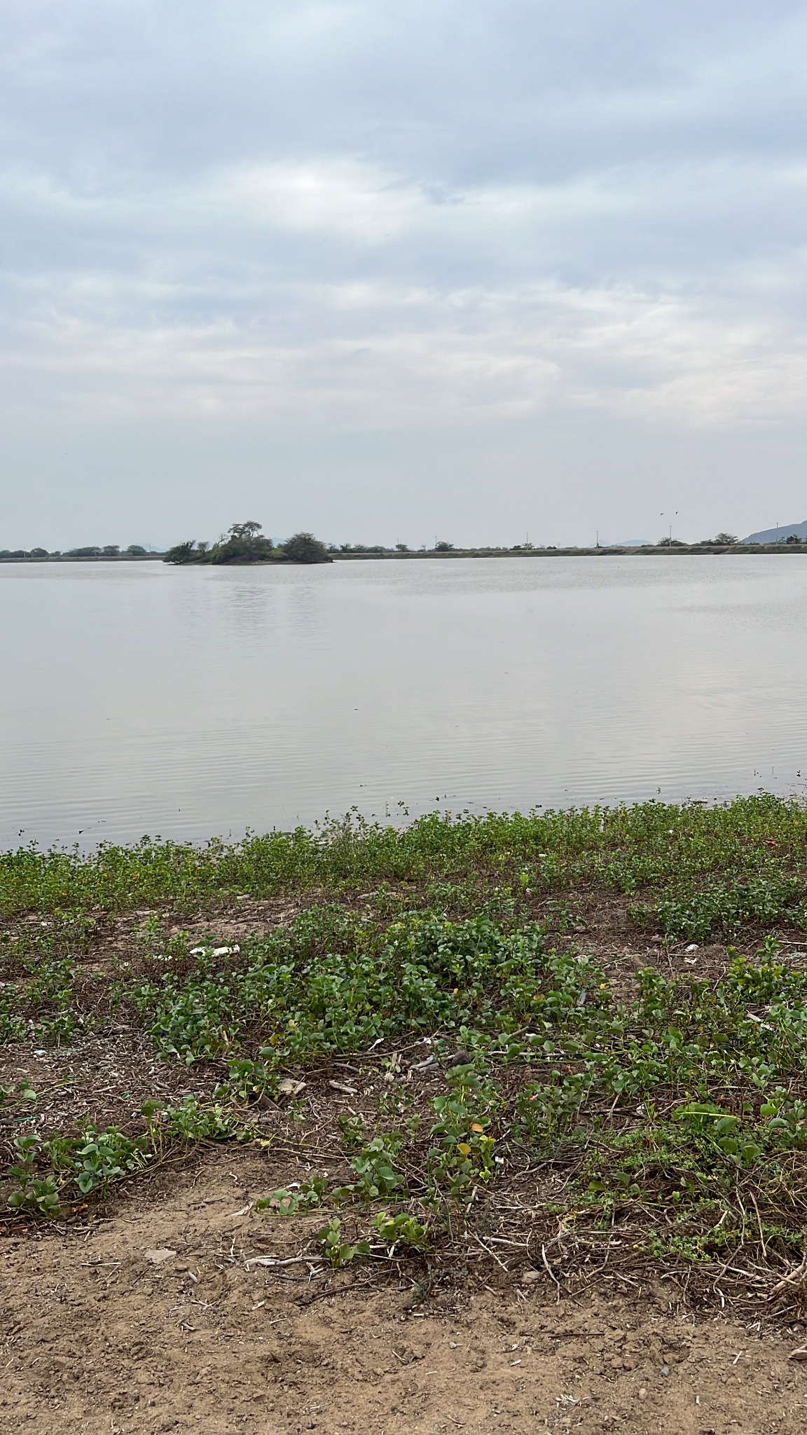 Vista de un cuerpo de agua con vegetación en la orilla y árboles al fondo