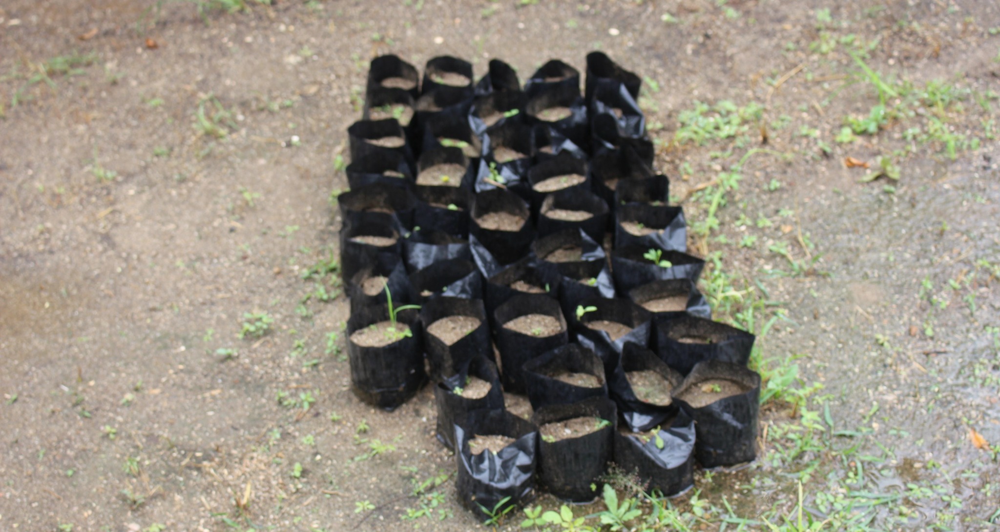 Plántulas del primer vivero del CBS
