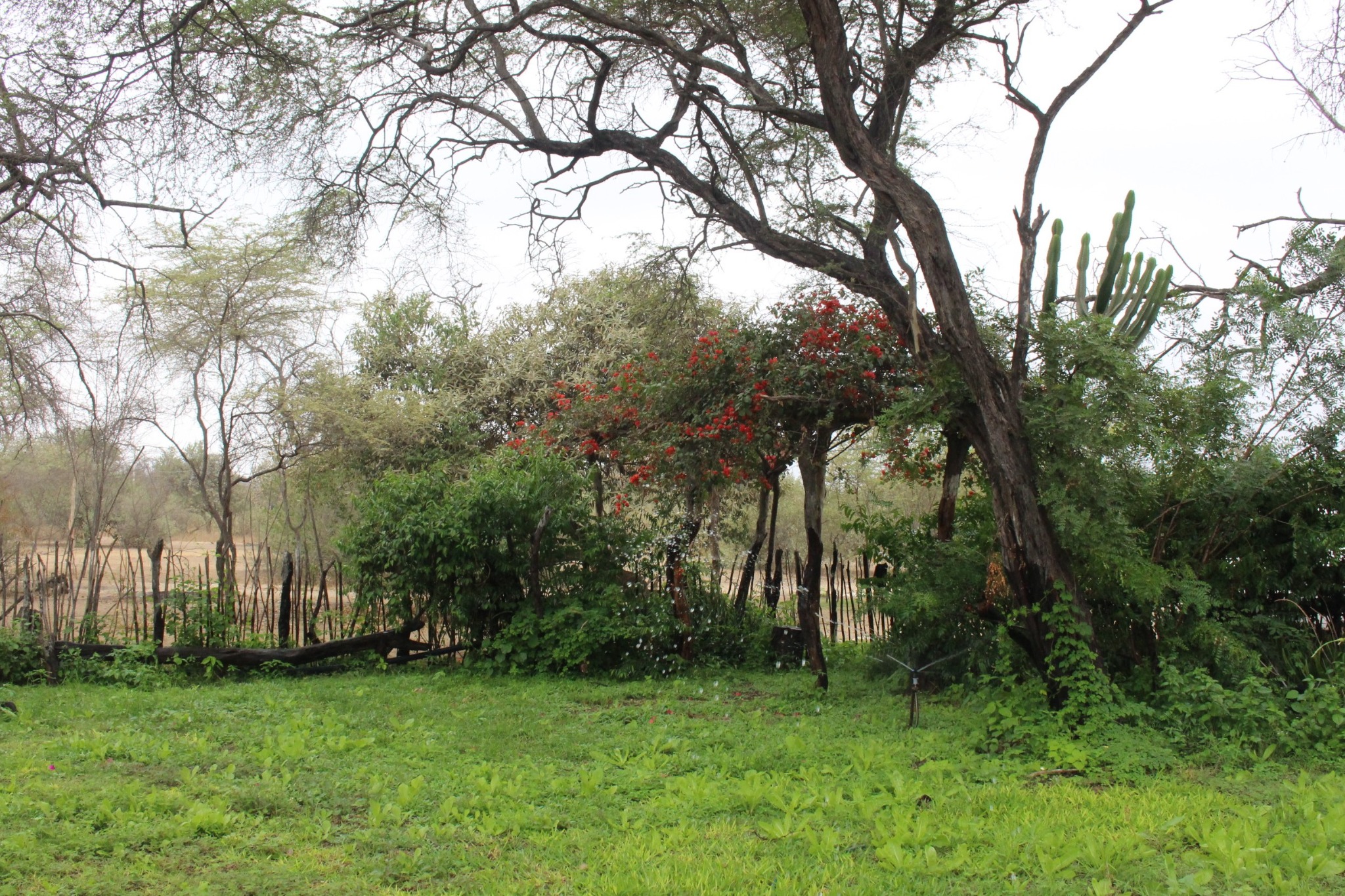 Árboles y vegetación en el jardín del CBS